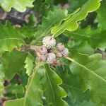 Quercus pubescens fruit picture by Jacques Maréchal (cc-by-sa)