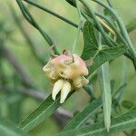 Araujia angustifolia flower picture by Muzzachiodi Norberto (cc-by-sa)