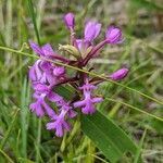 Platanthera psycodes flower picture by Green Shar (cc-by-sa)