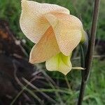 Gladiolus dalenii flower picture by susan brown (cc-by-sa)