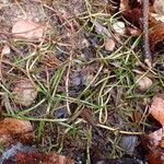 Littorella uniflora habit picture by Yoan MARTIN (cc-by-sa)