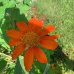 Tithonia rotundifolia flower picture by G Warren (cc-by-sa)