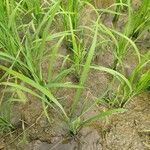 Oryza sativa leaf picture by Nirmal Singh Thakur (cc-by-sa)