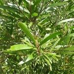 Acacia spirorbis leaf picture by Mathieu Le Sauce (cc-by-sa)