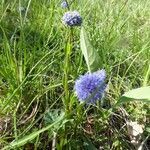 Globularia punctata habit picture by Michael Andresek (cc-by-sa)