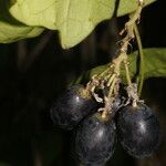 Passiflora megacoriacea fruit picture by Nelson Zamora Villalobos (cc-by-nc)