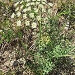 Laserpitium gallicum habit picture by Jean-Marie Frenoux (cc-by-sa)