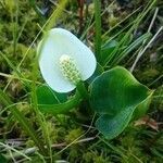 Calla palustris habit picture by Денис Борисов (cc-by-sa)