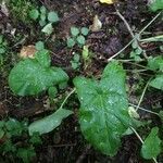 Arum maculatum habit picture by Em Po (cc-by-sa)