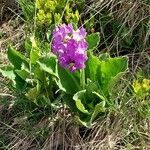 Primula latifolia flower picture by Nicolas M (cc-by-sa)