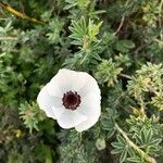 Ranunculus asiaticus flower picture by Gal Nan (cc-by-sa)