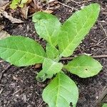 Nicotiana rustica leaf picture by Gert Wolters (cc-by-sa)