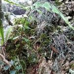 Asplenium aethiopicum habit picture by Bernard REYNAUD (cc-by-sa)