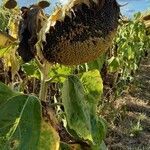 Helianthus annuus fruit picture by daniel loriot (cc-by-sa)