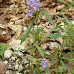 Galeopsis angustifolia habit picture by Antonio Ezquerro A. (cc-by-sa)