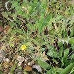 Hieracium cerdanum habit picture by Joseph Dupont (cc-by-sa)