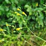 Crepis pulchra flower picture by Sally Follis (cc-by-sa)