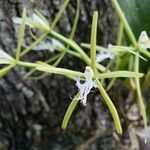 Epidendrum ciliare flower picture by Irv Widders (cc-by-sa)