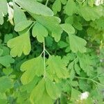 Pseudofumaria alba leaf picture by Olivestelle Olivestelle (cc-by-sa)