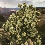 Purshia stansburiana habit picture by Daniel Barthelemy (cc-by-nc)