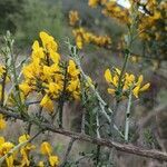 Genista scorpius leaf picture by delphine boré (cc-by-sa)