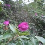 Bougainvillea spectabilis flower picture by thiago massara (cc-by-sa)