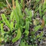 Blechnum penna-marina leaf picture by Carla Ortega (cc-by-sa)