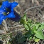 Gentiana ligustica flower picture by Guillaume Labeyrie (cc-by-sa)