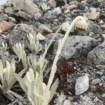 Senecio cocuyanus habit picture by Fabien Anthelme (cc-by-sa)