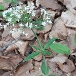 Valeriana tripteris habit picture by Doug Evans (cc-by-sa)