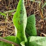 Ledebouria kirkii leaf picture by susan brown (cc-by-sa)