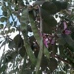 Bauhinia variegata fruit picture by ariel isaias ayma romay (cc-by-sa)