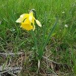 Narcissus pseudonarcissus habit picture by Olivier Brosseau (cc-by-sa)