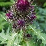 Cirsium alsophilum flower picture by Franco Colnago (cc-by-sa)