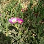 Carpobrotus edulis habit picture by Lucas Hernandez (cc-by-sa)