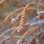 Allocasuarina muelleriana flower picture by arlas (cc-by-sa)