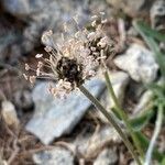 Plantago atrata flower picture by nicolas pecqueux (cc-by-sa)