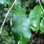 Erythroxylum havanense leaf picture by Nelson Zamora Villalobos (cc-by-sa)