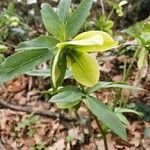 Helleborus viridis flower picture by Claudio (cc-by-sa)