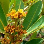 Tristaniopsis glauca flower picture by Richard Chesher (cc-by-sa)