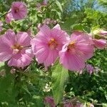 Malva olbia flower picture by Francis Gab (cc-by-sa)