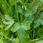 Aquilegia atrata leaf picture by Simone Riva (cc-by-sa)