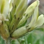 Oxytropis campestris fruit picture by Yoan MARTIN (cc-by-sa)