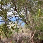 Ricinocarpos pinifolius flower picture by jen robinson (cc-by-sa)