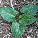 Arum pictum leaf picture by Joshua Borras (cc-by-sa)