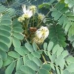 Albizia lebbeck habit picture by Trap Hers (cc-by-sa)