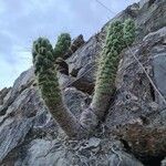 Austrocylindropuntia subulata leaf picture by Aurelio Sahagun (cc-by-sa)