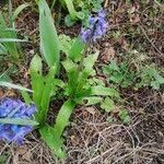 Hyacinthoides non-scripta habit picture by Naïma Dupé-Lahaye (cc-by-sa)