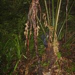 Cyathea glaziovii habit picture by Renato Lima (cc-by-nc-sa)