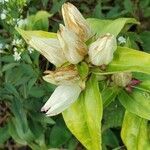 Gentiana alba flower picture by Ryan Heaney (cc-by-sa)